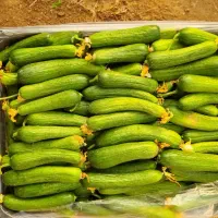 خیار سبز گلخانه ای|خوردنی و آشامیدنی|کاکی, |دیوار