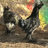 مرغ و خروس سلطان و بومی سیاه