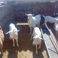 بزغاله سانن کل اصل|حیوانات مزرعه|فریمان, |دیوار