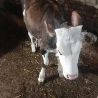 یک عدد گاو ویک عددگوساله سمینتال