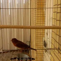 قناری ماد|پرنده|صدرا-فارس, فاز ۱|دیوار