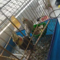 فروش عروس هلندی