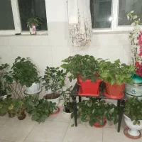 فروش تک یا عمده