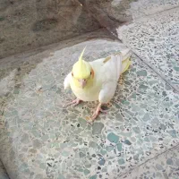 عروس هلندی گمشده