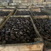 فروش عمده خرما استعمران ، برحی و ..