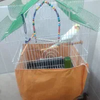 عروس هلندی|پرنده|قم, شهرک فاطمیه|دیوار