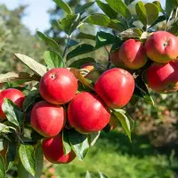 جشنواره بزرگ فروش نهال سیب گالا زود بازده ۱۵٪ آف