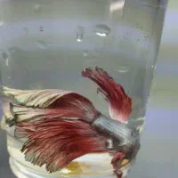 ماهی گوپی و فایتر یکجا|ماهی|تبریز, |دیوار