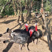 بوقلمون نر محلی|حیوانات مزرعه|گلوگاه بابل (گلیا), |دیوار