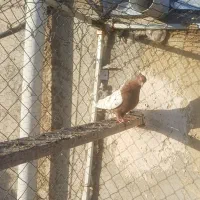 کبوتردرعجبشیر