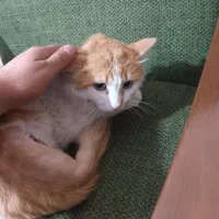 واگذاری گربه DSH