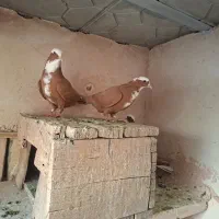 جفت ساری یامان ب شرط همه چی تظمینی|پرنده|مراغه, |دیوار