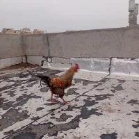 ۲عددخروس۷ماهه