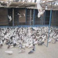 کانال عشق (کفتر)بازان مهریزلینک پیوی