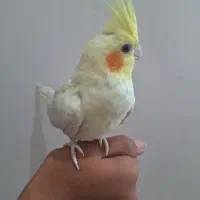جفت عروس هلندی