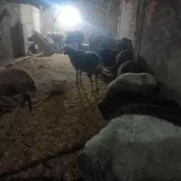 بره نر
