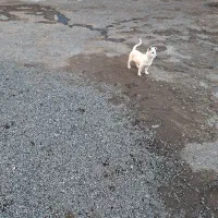 پاکوتاه بوبی|سگ|تبریز, |دیوار