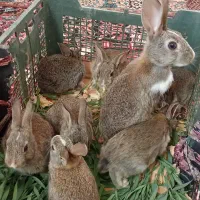 خرگوش|موش و خرگوش|رامیان, |دیوار