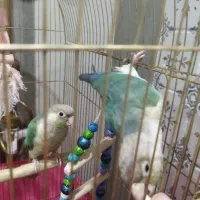 گرینچیک معاوضه