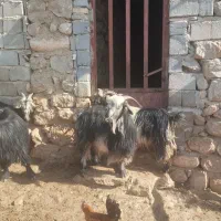بز داشتی|حیوانات مزرعه|شهرکرد, |دیوار
