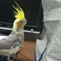 عروس نر ماده