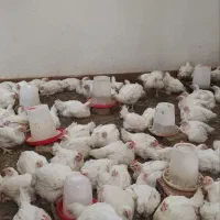 مرغ گوشتی ارگانیک|حیوانات مزرعه|زرگرشهر, |دیوار