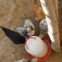 جوجه  مرغ وخروس محلی