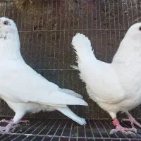 کبوتر بیوتی کینگ