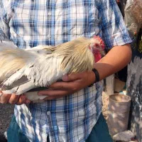 کوشین وچهل تاج|حیوانات مزرعه|رشت, فخب|دیوار