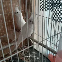 عروس هلندی آلبینو