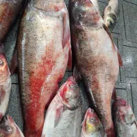 فروش انواع ماهی گرمابی و ماهی دریایی