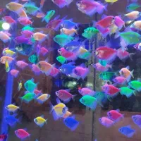 انواع ماهی گوپی  فایتر گلوفیش رنگی و...