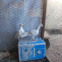 کبوترالمانی درچناران|پرنده|چناران, |دیوار