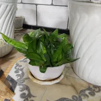 گل وگیاه|گل و گیاه طبیعی|نورآباد ممسنی, |دیوار