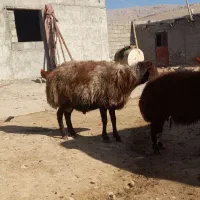 قوچافشاری|حیوانات مزرعه|هرسین, |دیوار