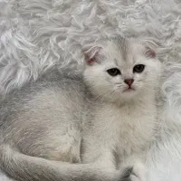 اسکاتیش سیلور چینچیلا|گربه|تهران, نارمک|دیوار