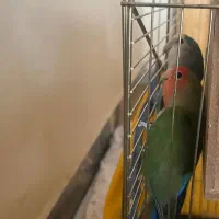 کوتوله برزیلی یک جفت|پرنده|شاهین‌شهر, شهرک ردانی پور|دیوار