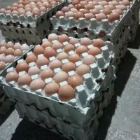 تخم مرغ|حیوانات مزرعه|یاسوج, |دیوار