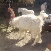 تکشاد سانن|حیوانات مزرعه|مشهد, امیرآباد|دیوار