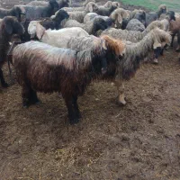 کووه نرمیش شیشک|حیوانات مزرعه|دزفول, |دیوار