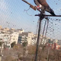 غریب گیری|پرنده|قدس, شهرقدس|دیوار