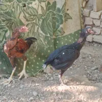 مرغ خروس