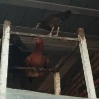 مرغ 5با1خروس