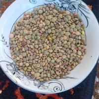 مرجودارم بابرنج معاوضه میکنم کیلویی۲۷۰.کاملاپاک شد