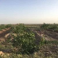 یک ساعت آب و باغ پسته فروشی روستای سیوکی|فروش دفتر صنعتی، کشاورزی، تجاری|تربت‌حیدریه, پائین ولایت|دیوار
