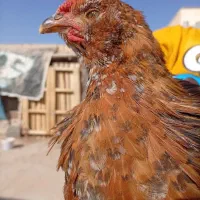 سه تا نیمچه خروس بومی گلین