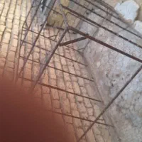 لانه مرغ و کبوتر