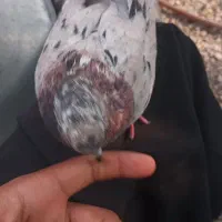 کفتر 9عدد