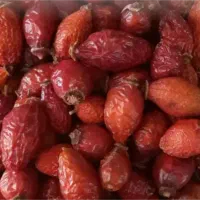 میوه گل نسترن.