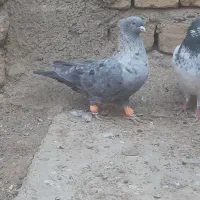 کبوتر موشی|پرنده|بوئین زهرا, |دیوار